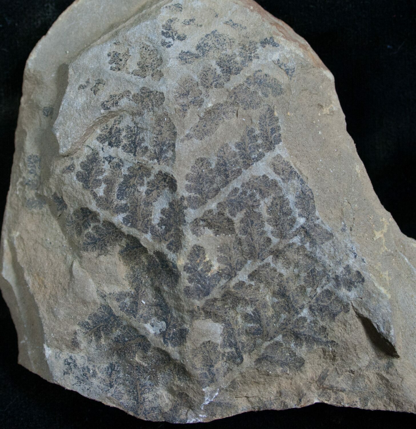300 Million Year Old Fern Fossil For Sale (7857)