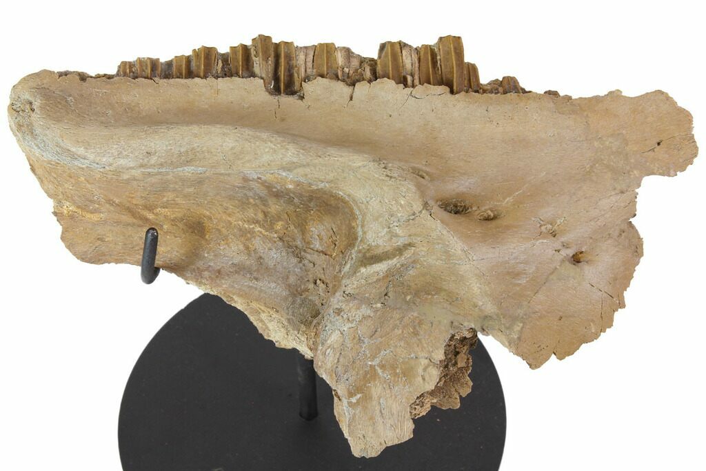 7.7" Hadrosaur (Gryposaurus) Maxilla With Stand - Killer Specimen! For Sale  (#113075) - FossilEra.com