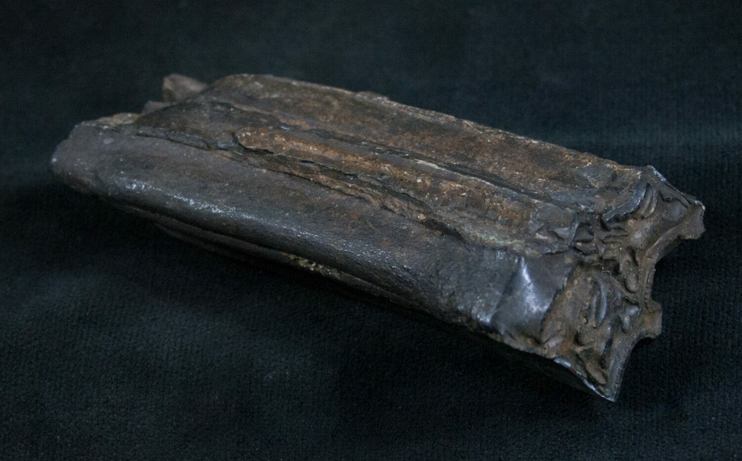 Pleistocene Fossil Horse Tooth Florida For Sale (8228)