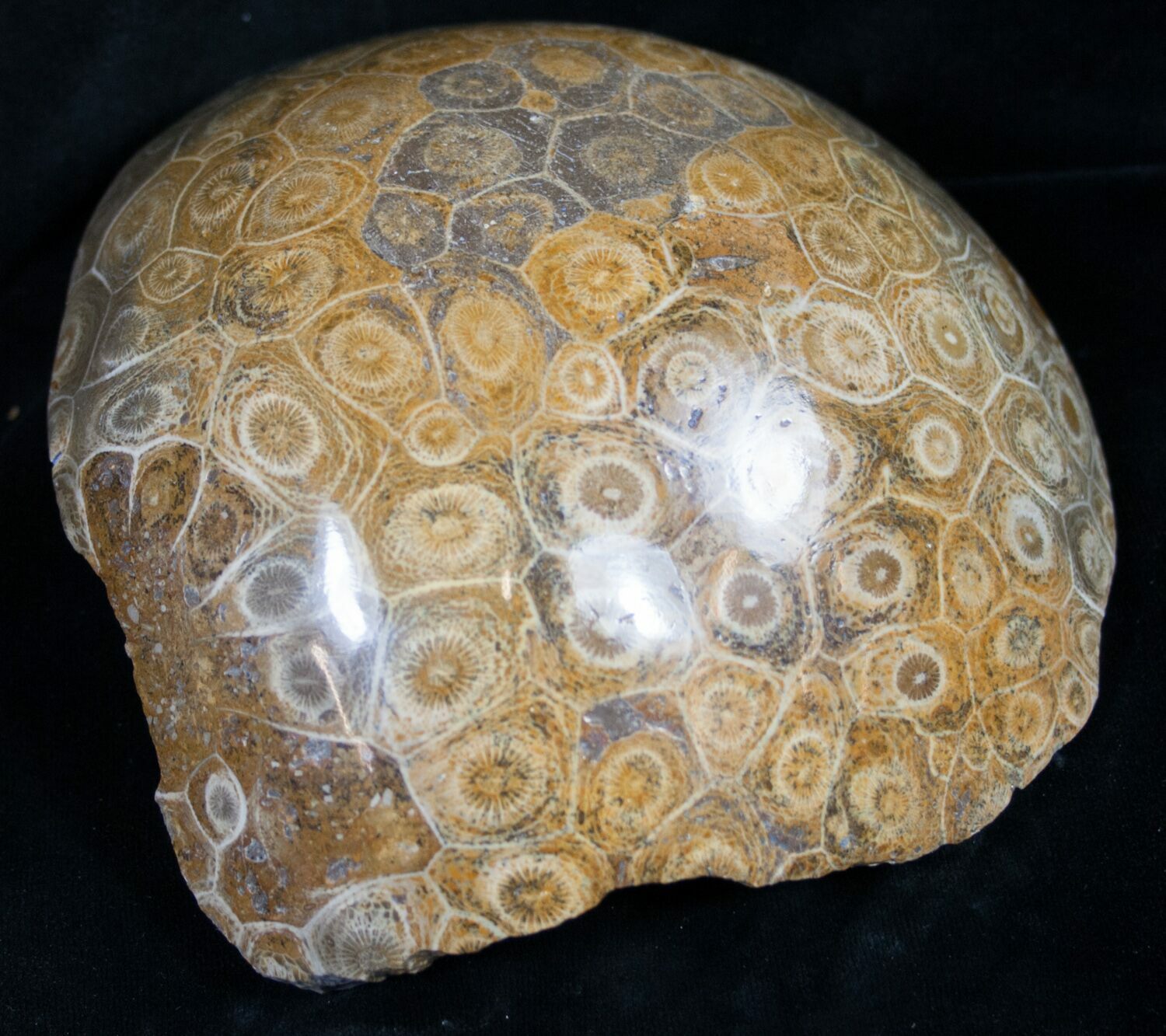 5.3" Polished Fossil Coral Head Morocco For Sale (8842)