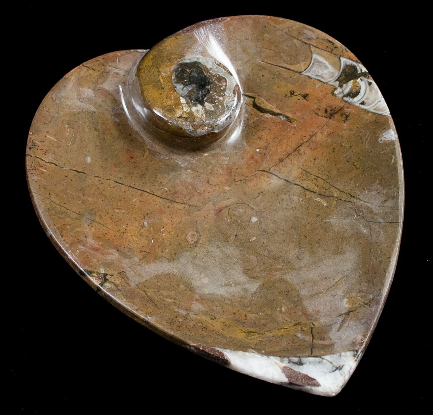 Heart Shaped Fossil Goniatite Dish For Sale (8866)