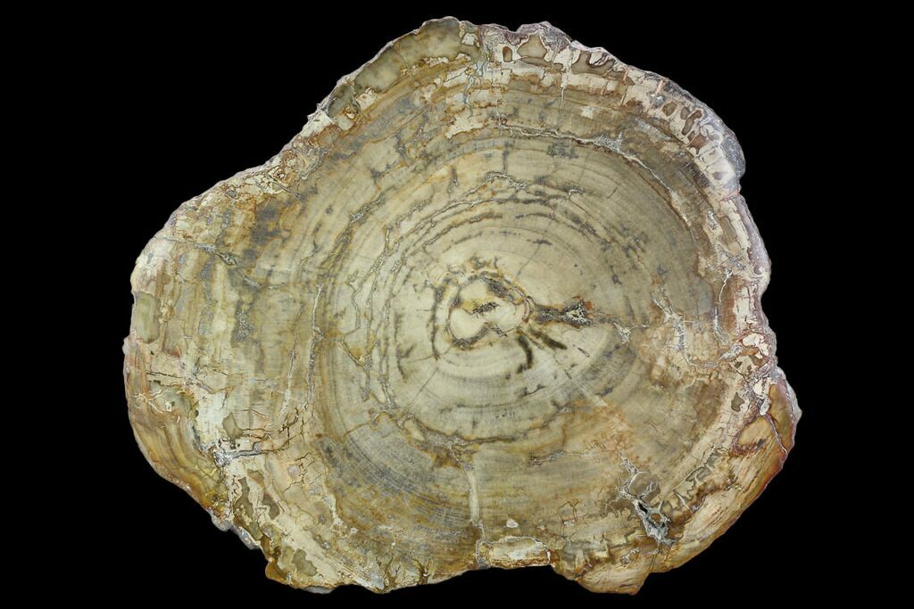 Fossil Petrified Wood Slab Araucaria Triassic Polished Fossil Madagascar