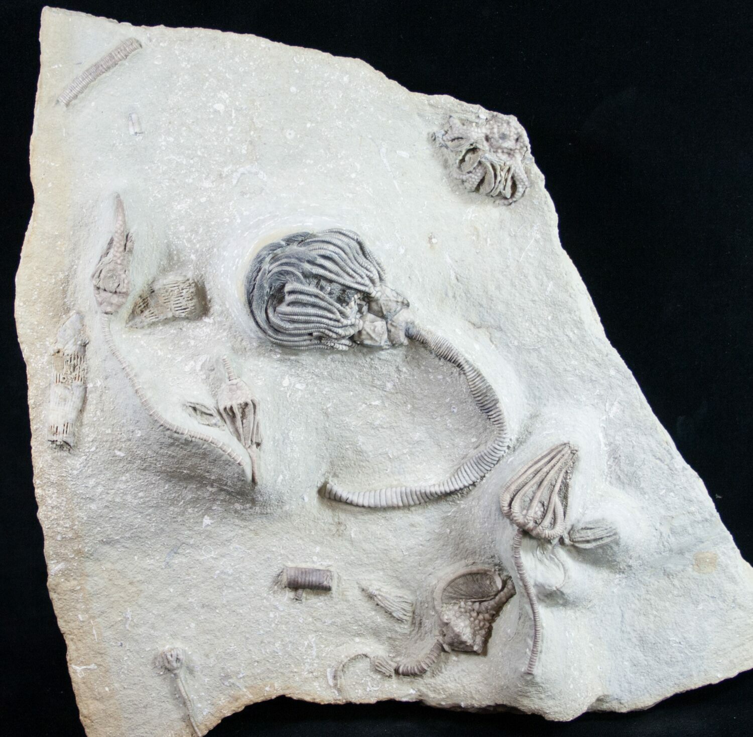Echinoderm Fossils For Sale