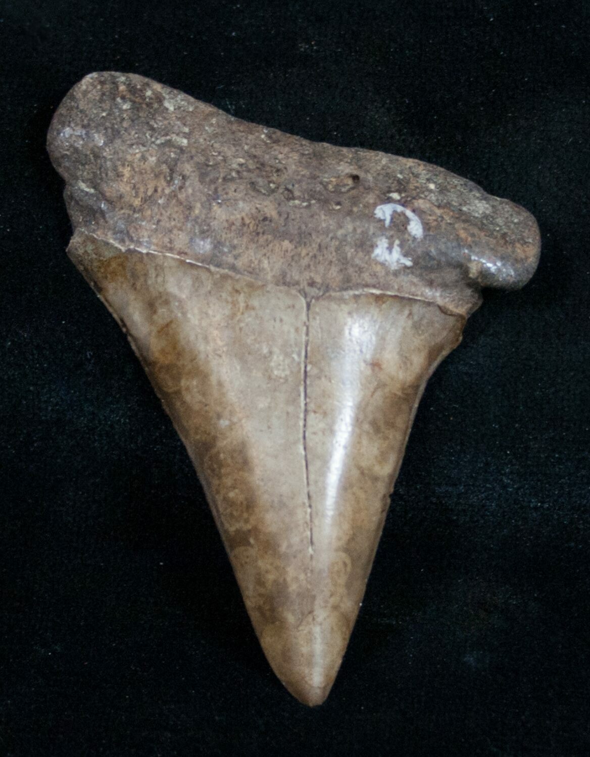 1.94" Fossil Mako Tooth River Find For Sale (9500