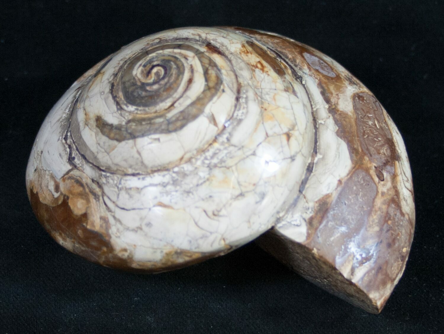 3.3" Giant Fossil Snail (Pleurotomaria) Madagascar For Sale (9539