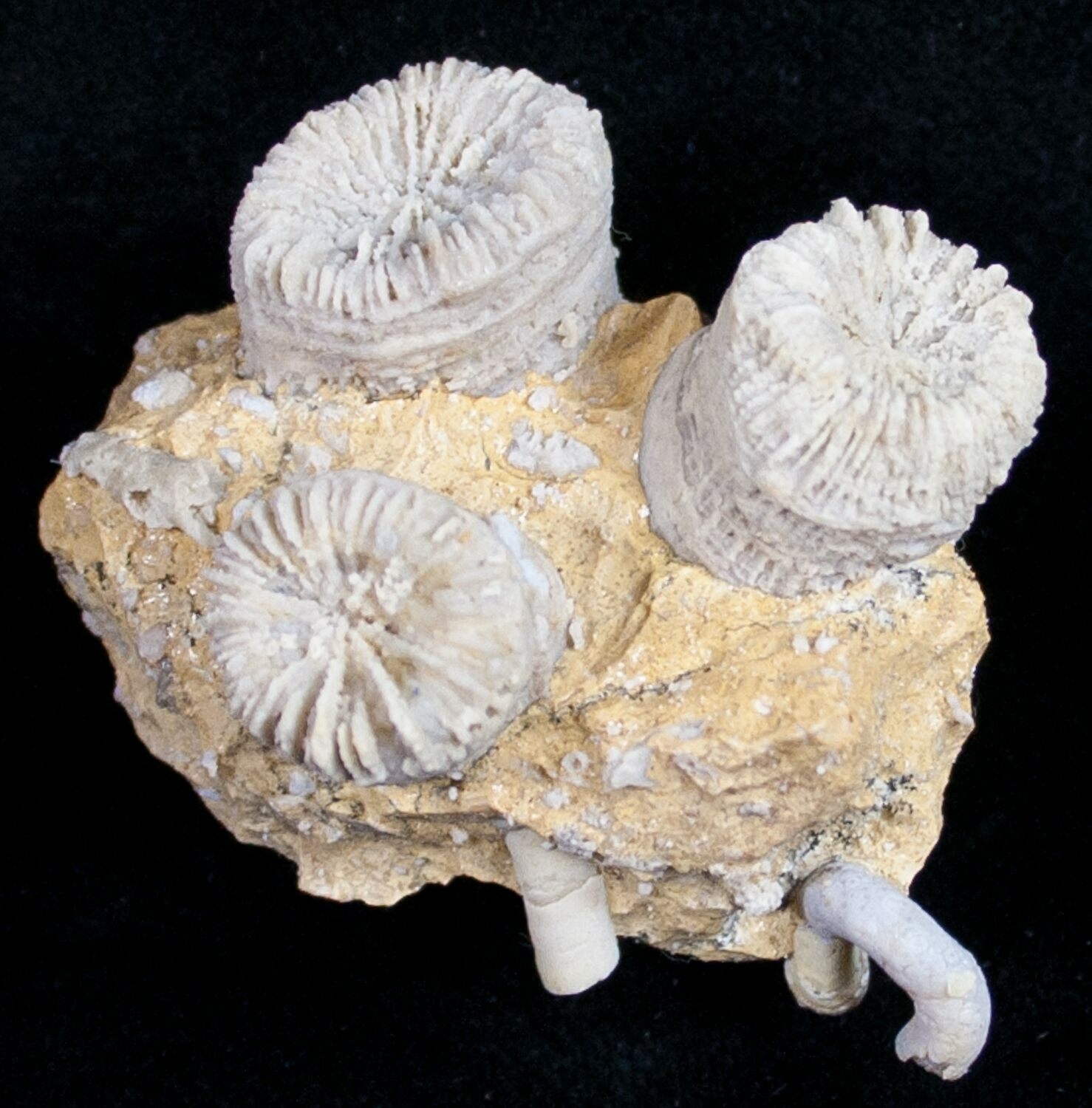 fossil first colony