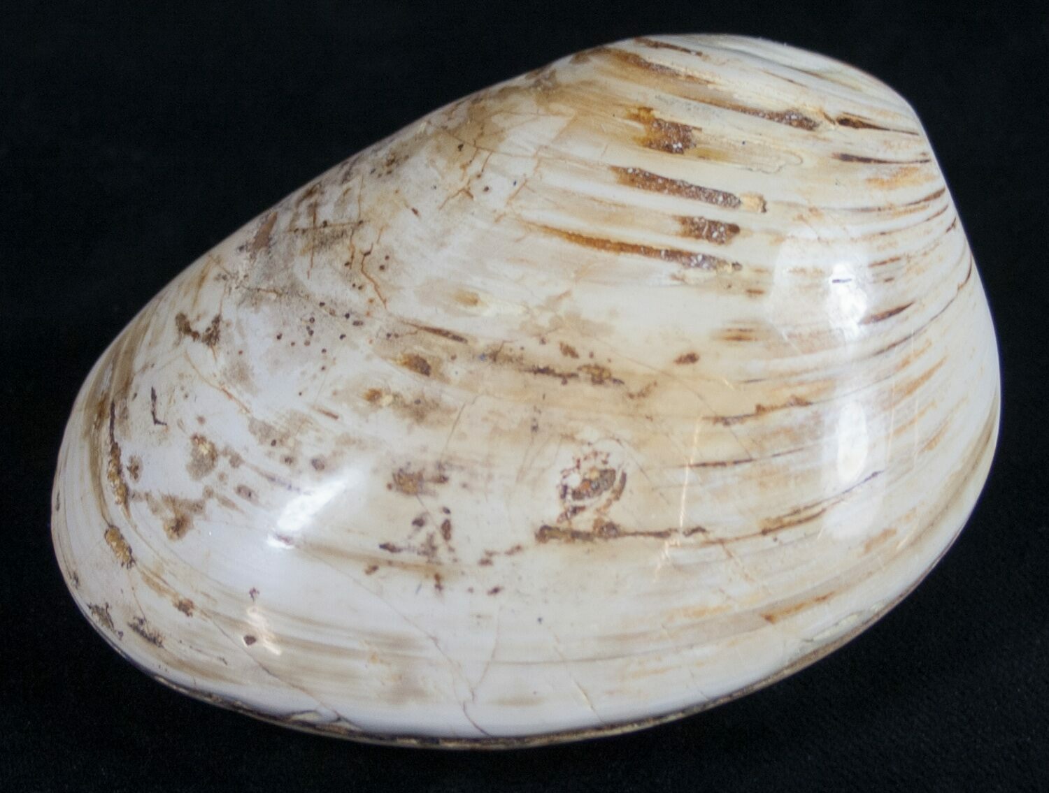 3.2" Wide Fossil Clam Jurassic For Sale (9796)