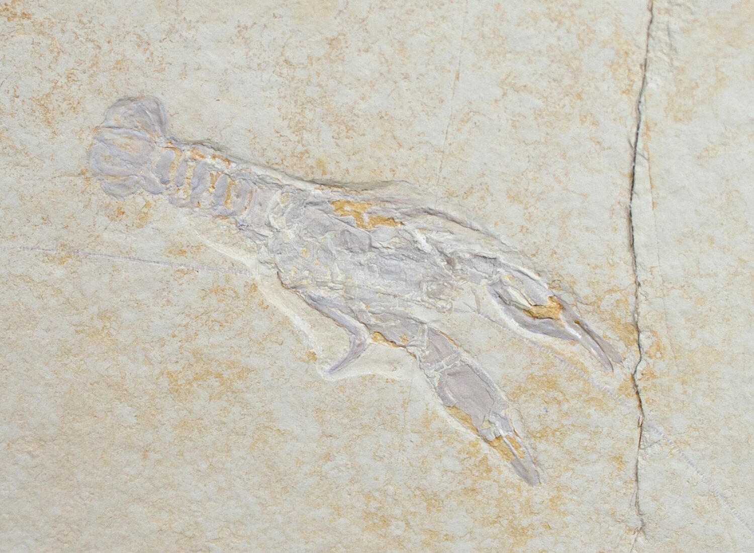 Fossil Lobster Eryma Solnhofen Limestone For Sale (9750)