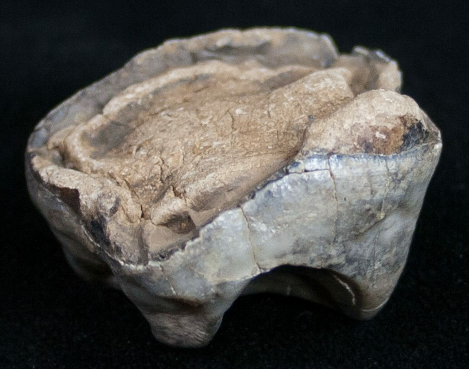Pleistocene Fossil Tapir Molar Florida For Sale (9961)