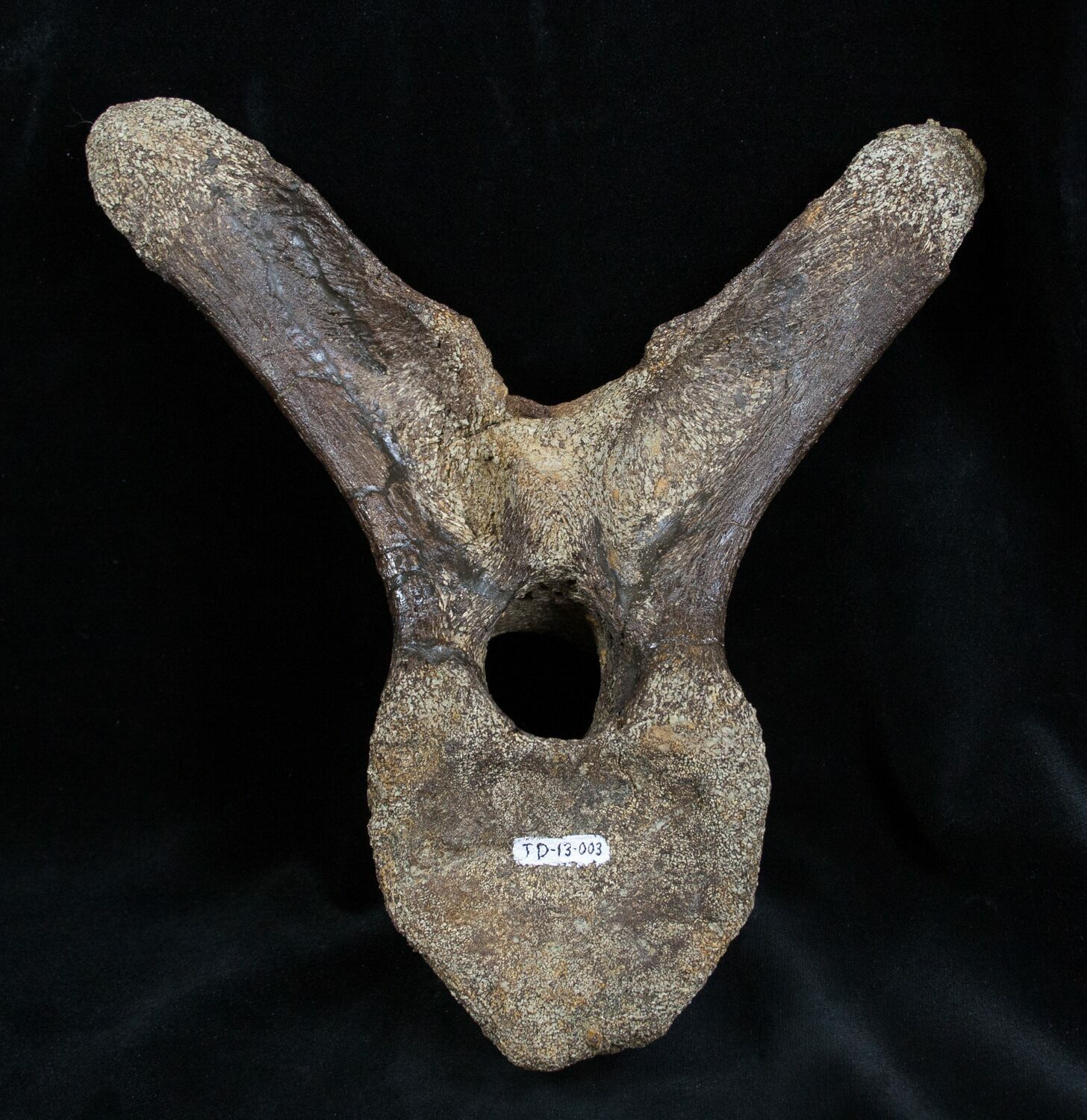 Sweet Edmontosaurus Vertebra Hadrosaur For Sale (1700)