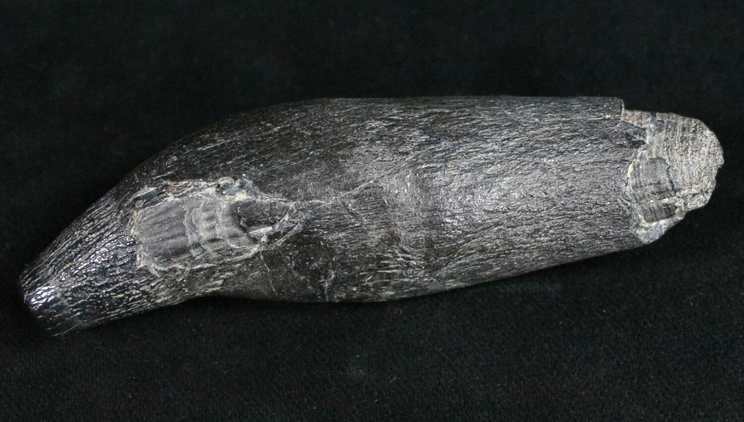 3.5" Fossil Sperm Whale Tooth For Sale (10090)