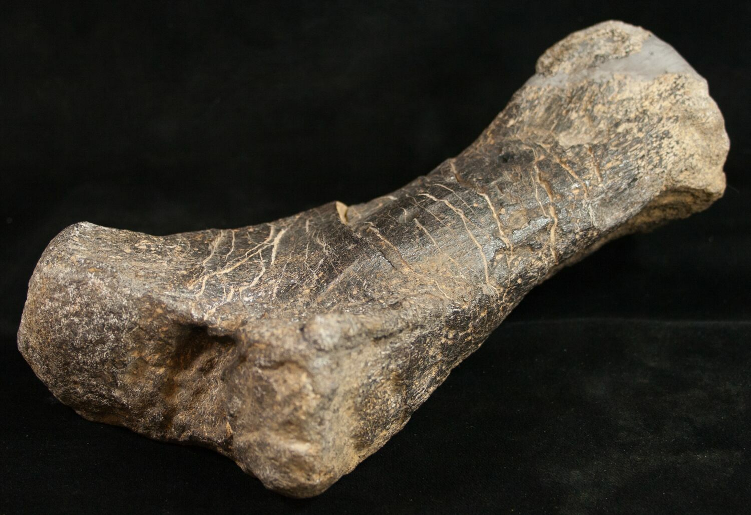 8.5" Diplodocus Metatarsal (Toe) With Stand For Sale ...