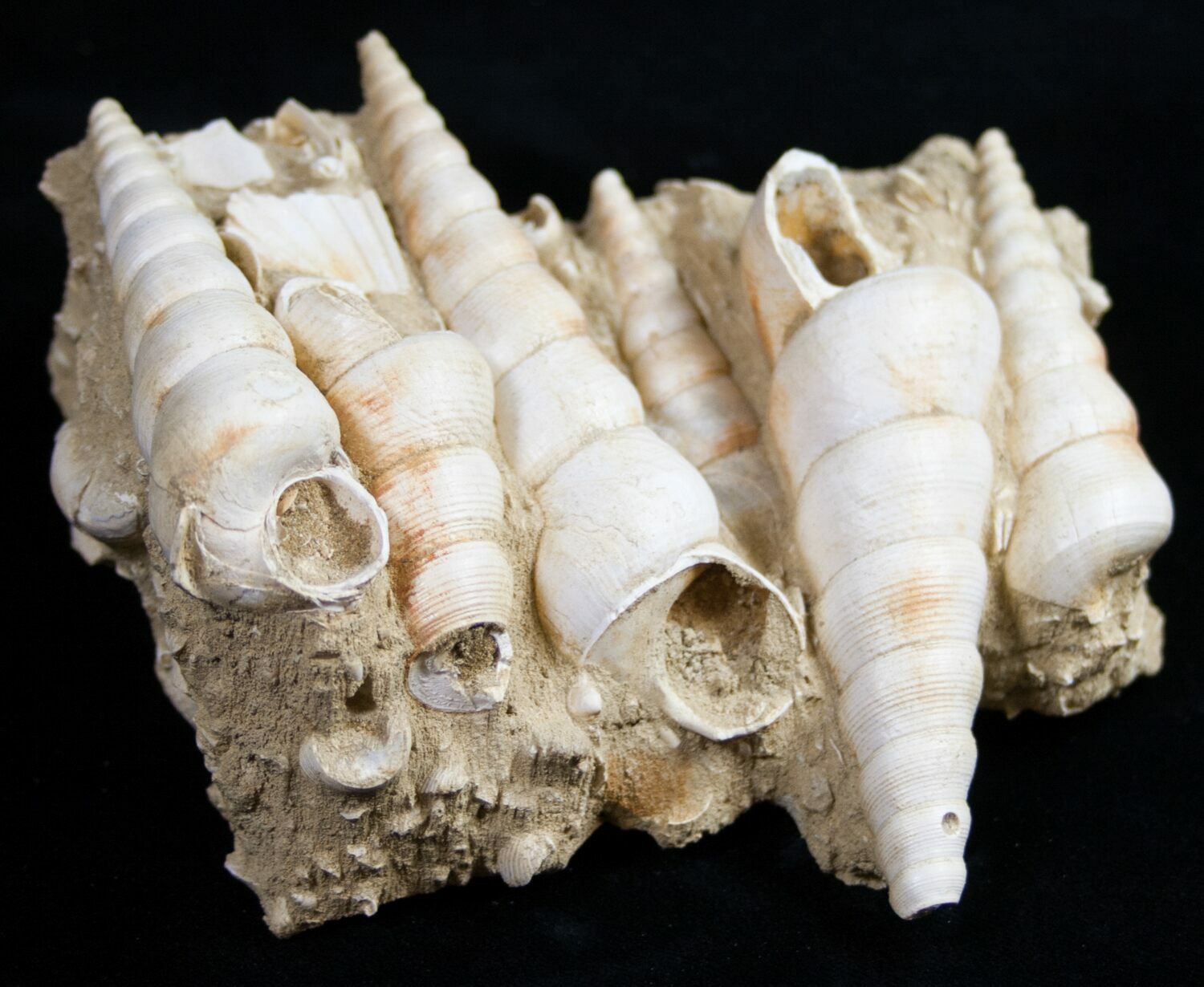 Beautiful Fossil Turritella Cluster France For Sale (10321
