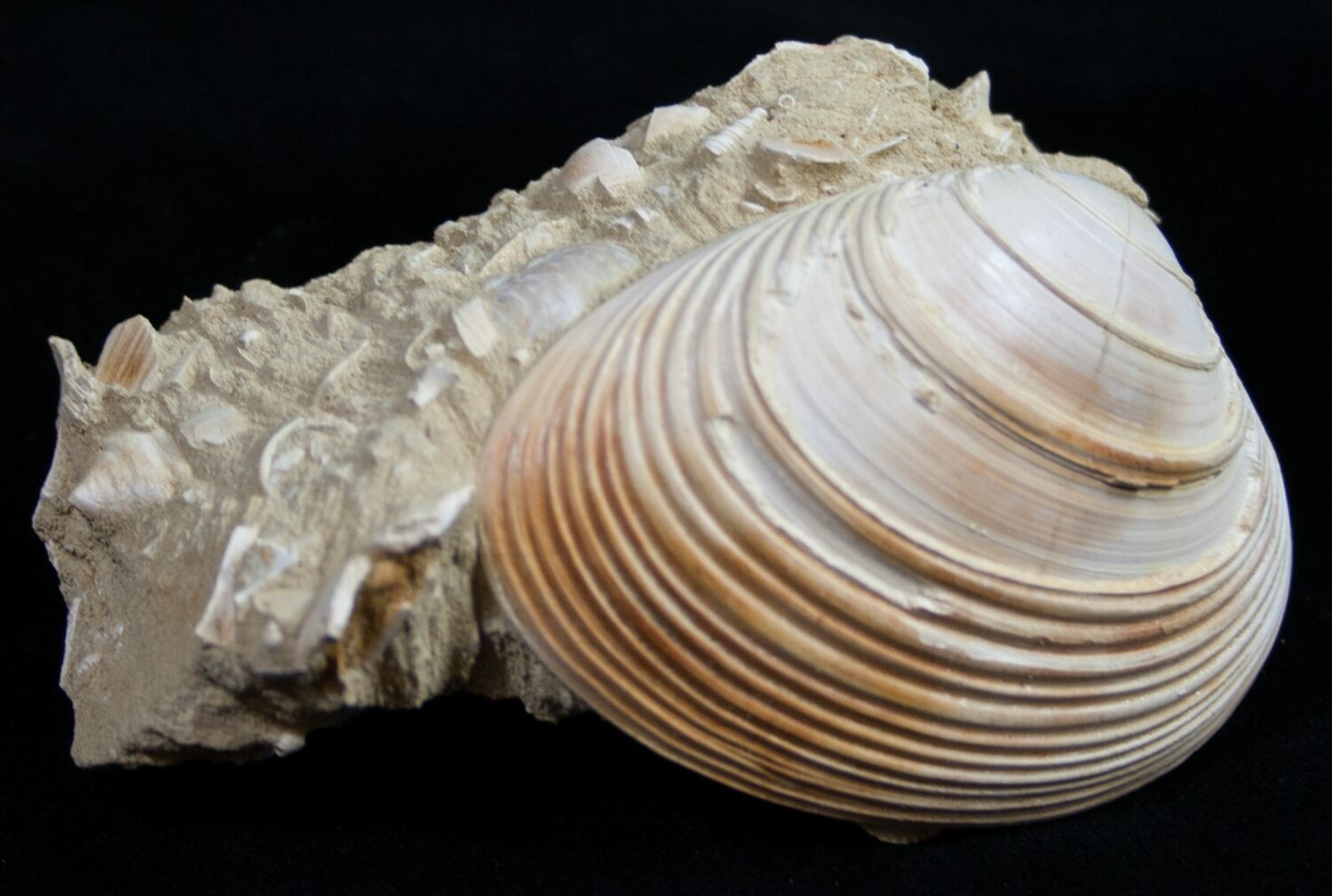1.8" Miocene Aged Clam Fossil France For Sale (10325)