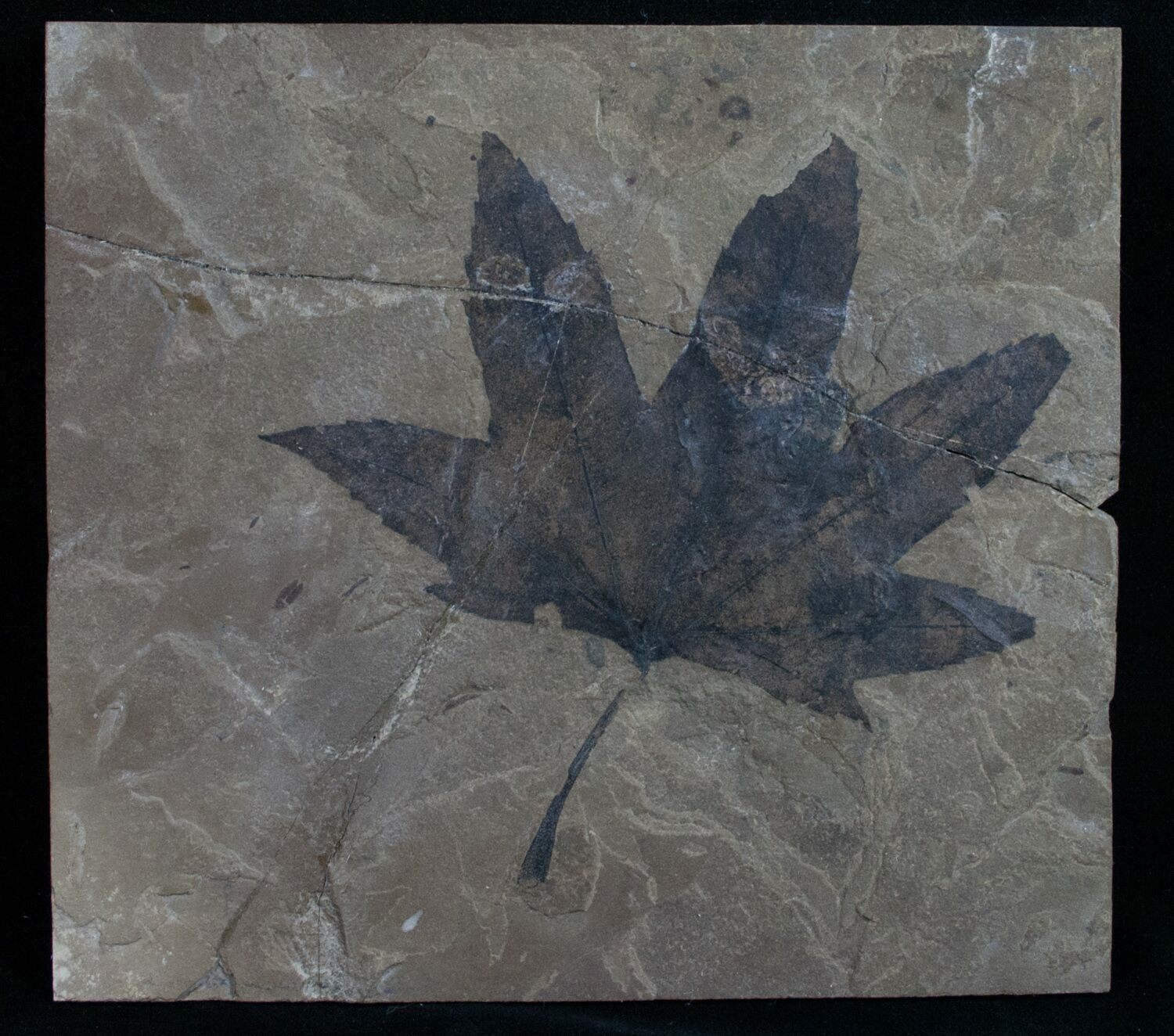Fossil Sycamore Leaf - Green River Formation For Sale (#10465