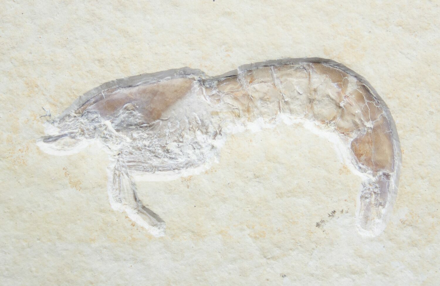 Detailed Fossil Shrimp Solnhofen Limestone For Sale (1693)