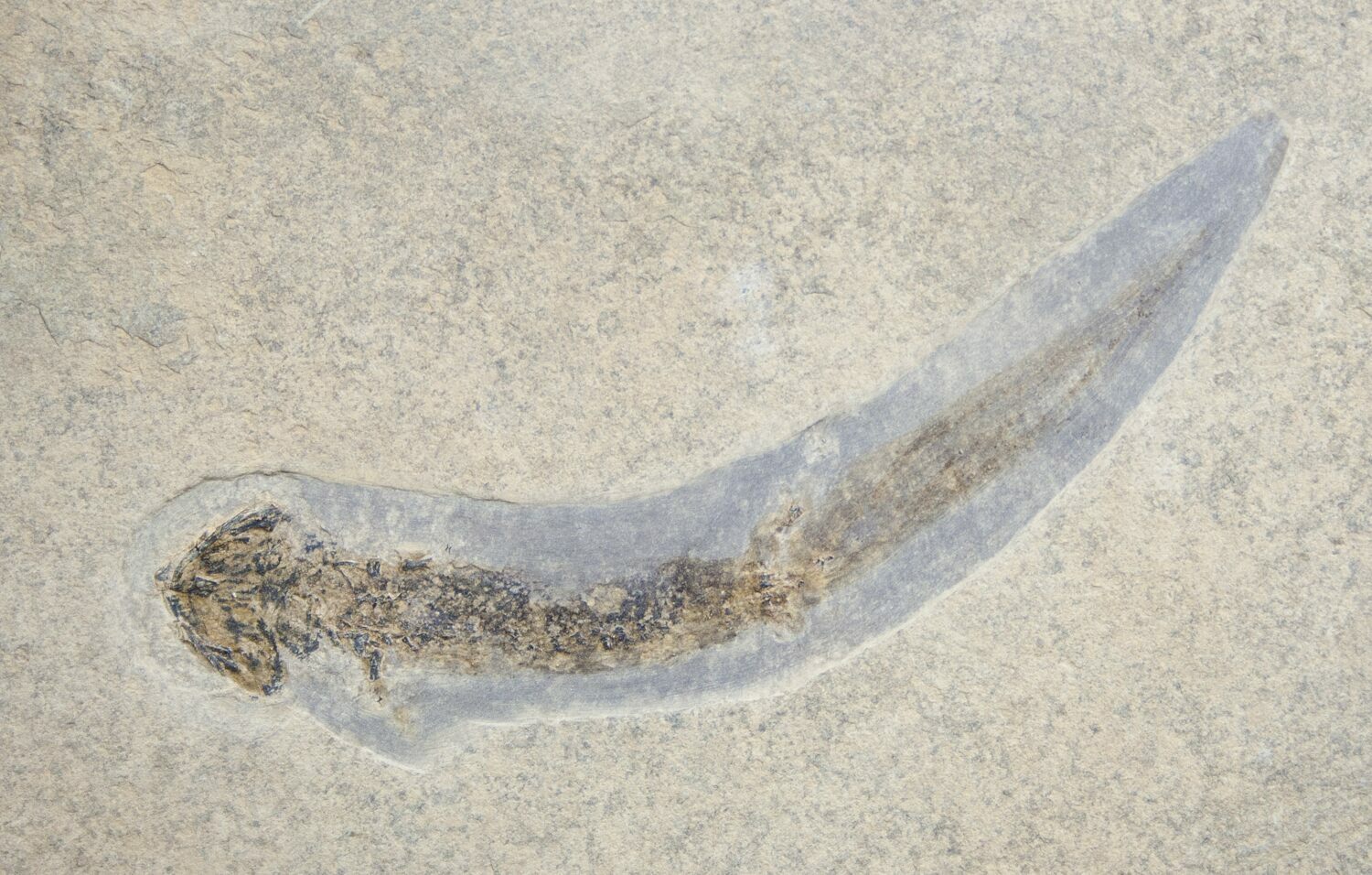 Permian Branchiosaur Fossil With Case For Sale (1694)