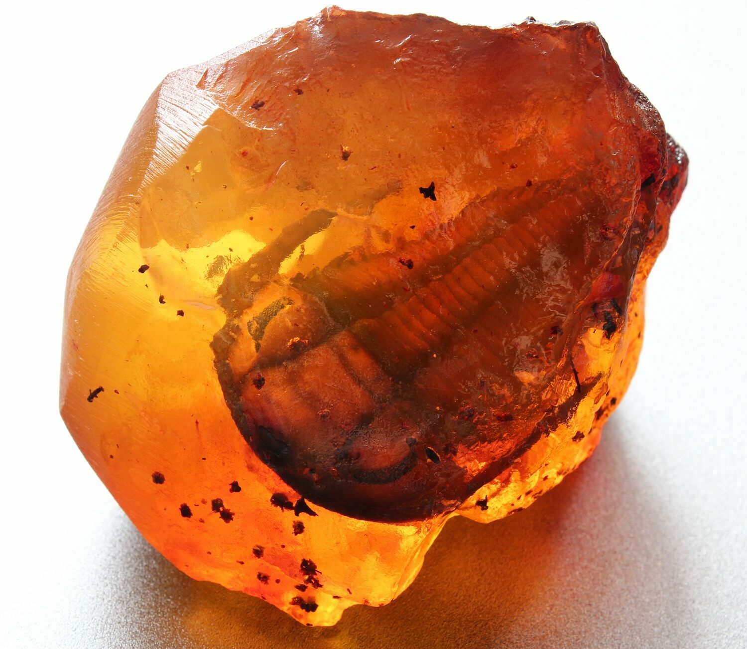 Extremely Rare Trilobite Preserved in Amber (April Fools) For Sale