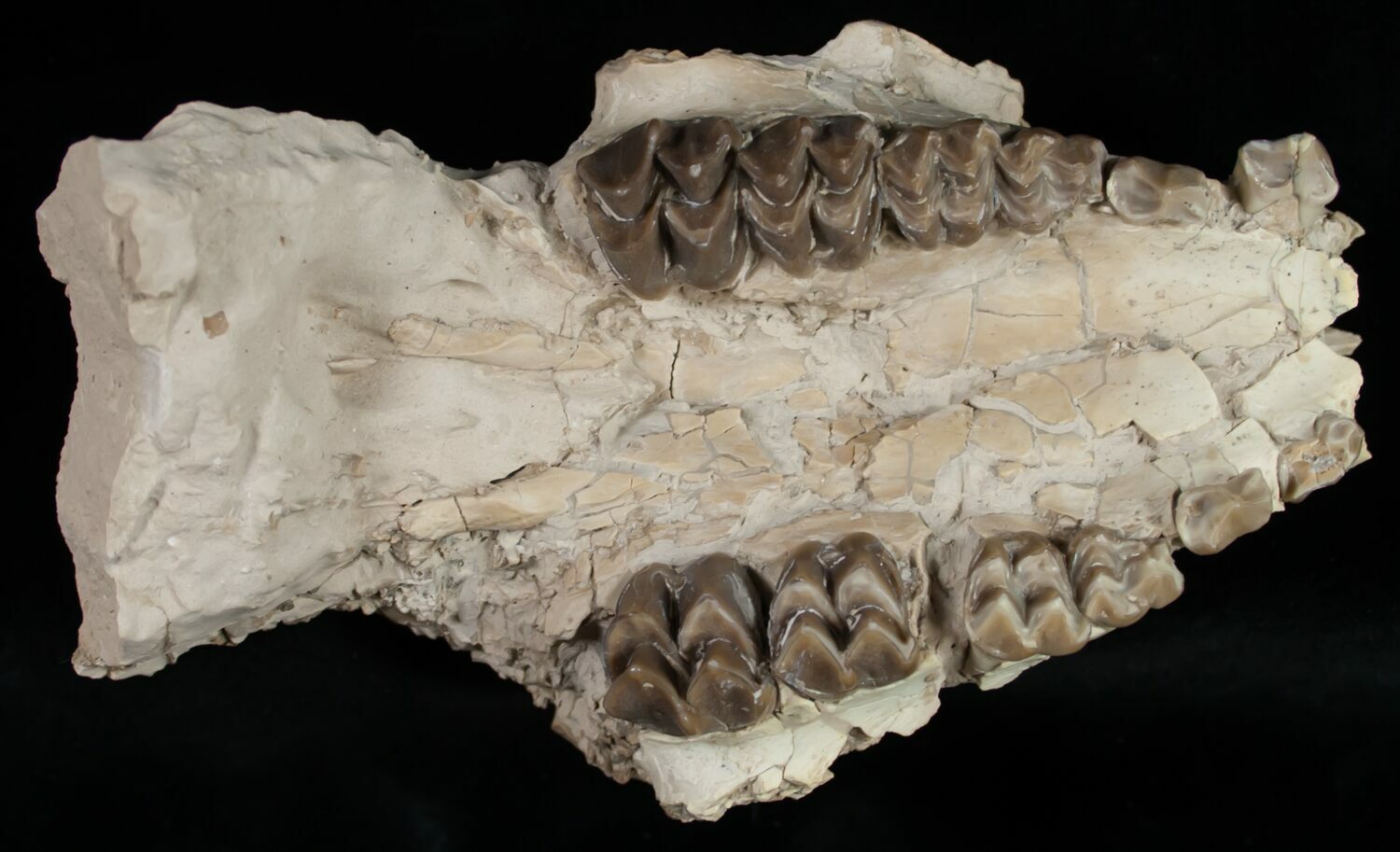 Oreodont (Merycoidodon) Partial Skull Nebraska For Sale (10750
