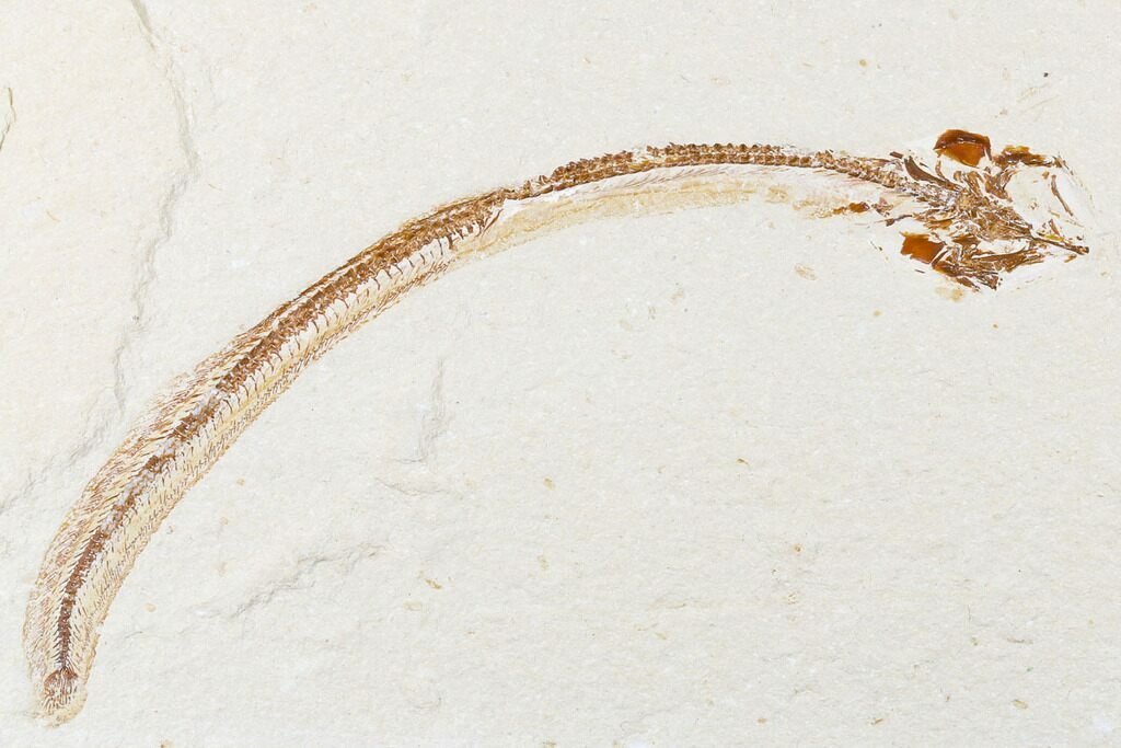 5.9" Cretaceous Primitive Eel (Enchelion) - Lebanon For Sale (#173364) -  FossilEra.com
