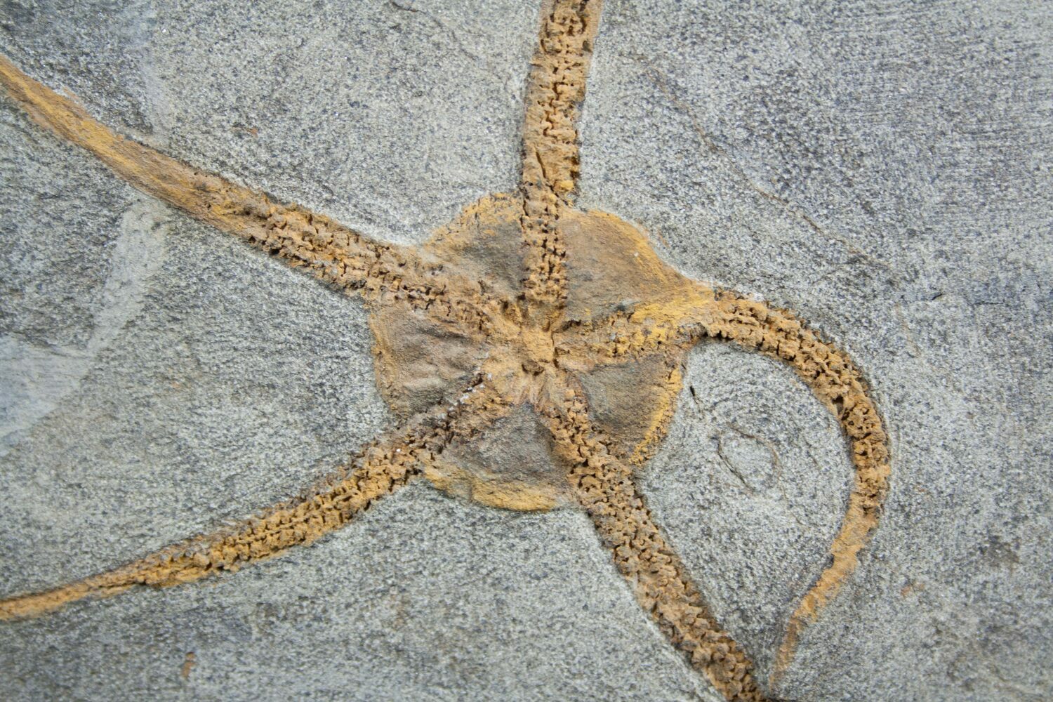 Large Starfish/Brittlestar Fossil From Morocco For Sale (1937
