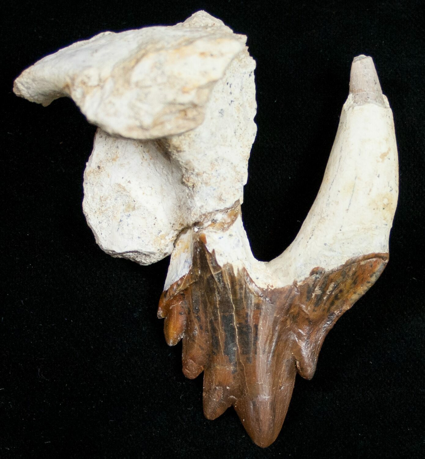 Archaeocete (Primative Whale) For Sale