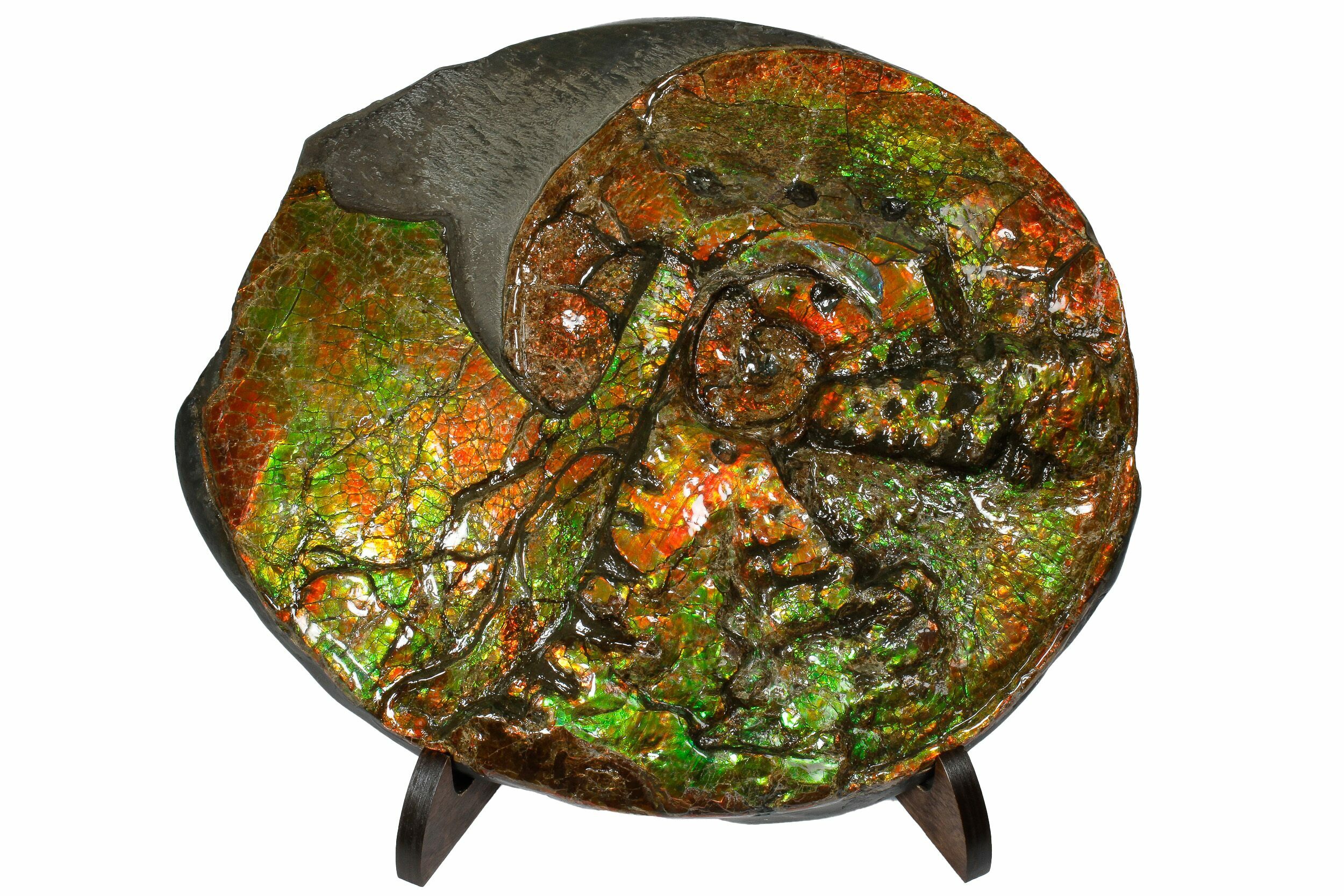 Ready to Make Jewelry Pick One BB Group Mixed Ammolite Ammonite Your Choice 