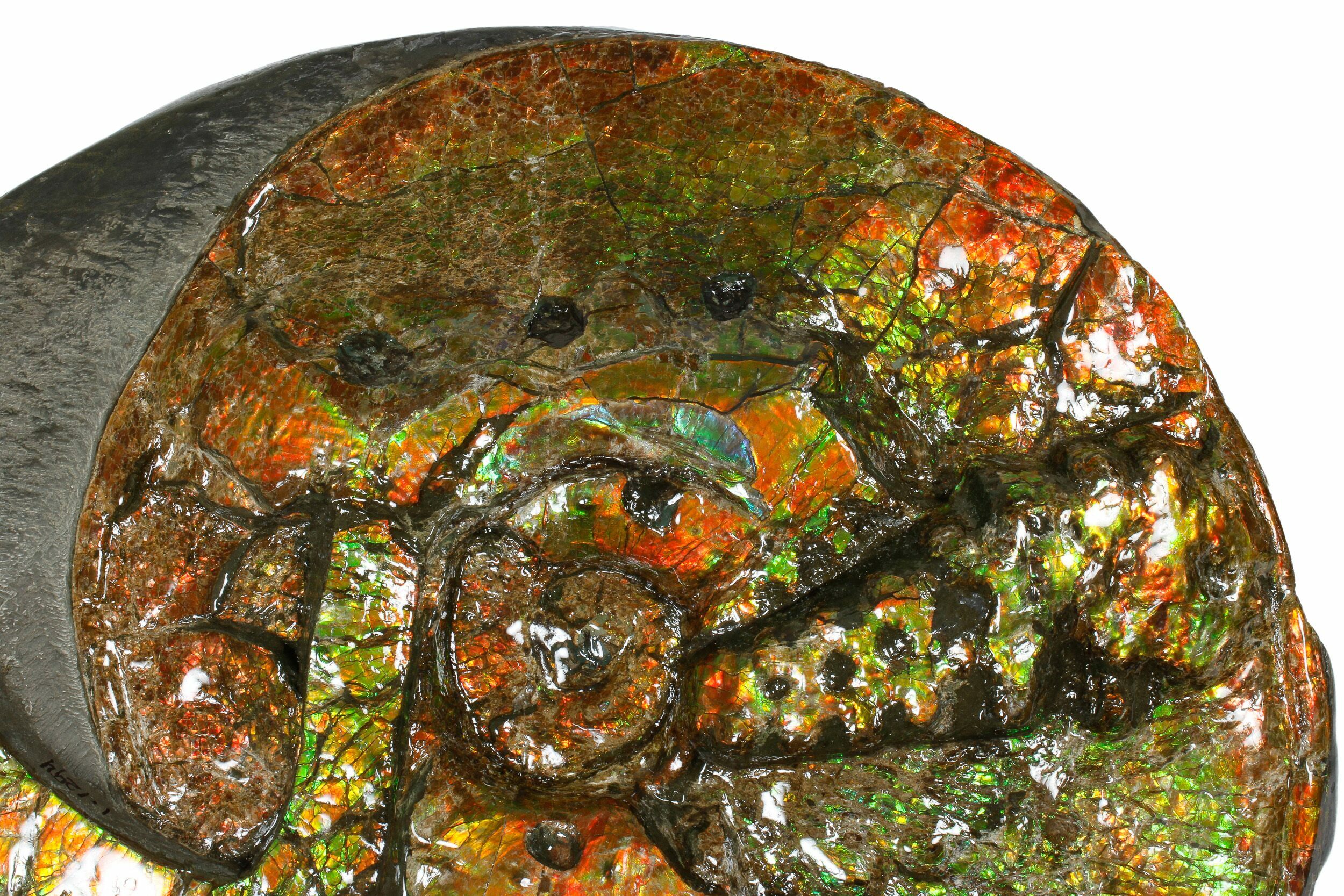P Group Red Ammolite Ammonite Your Choice Pick One Ready to Make Jewelry 