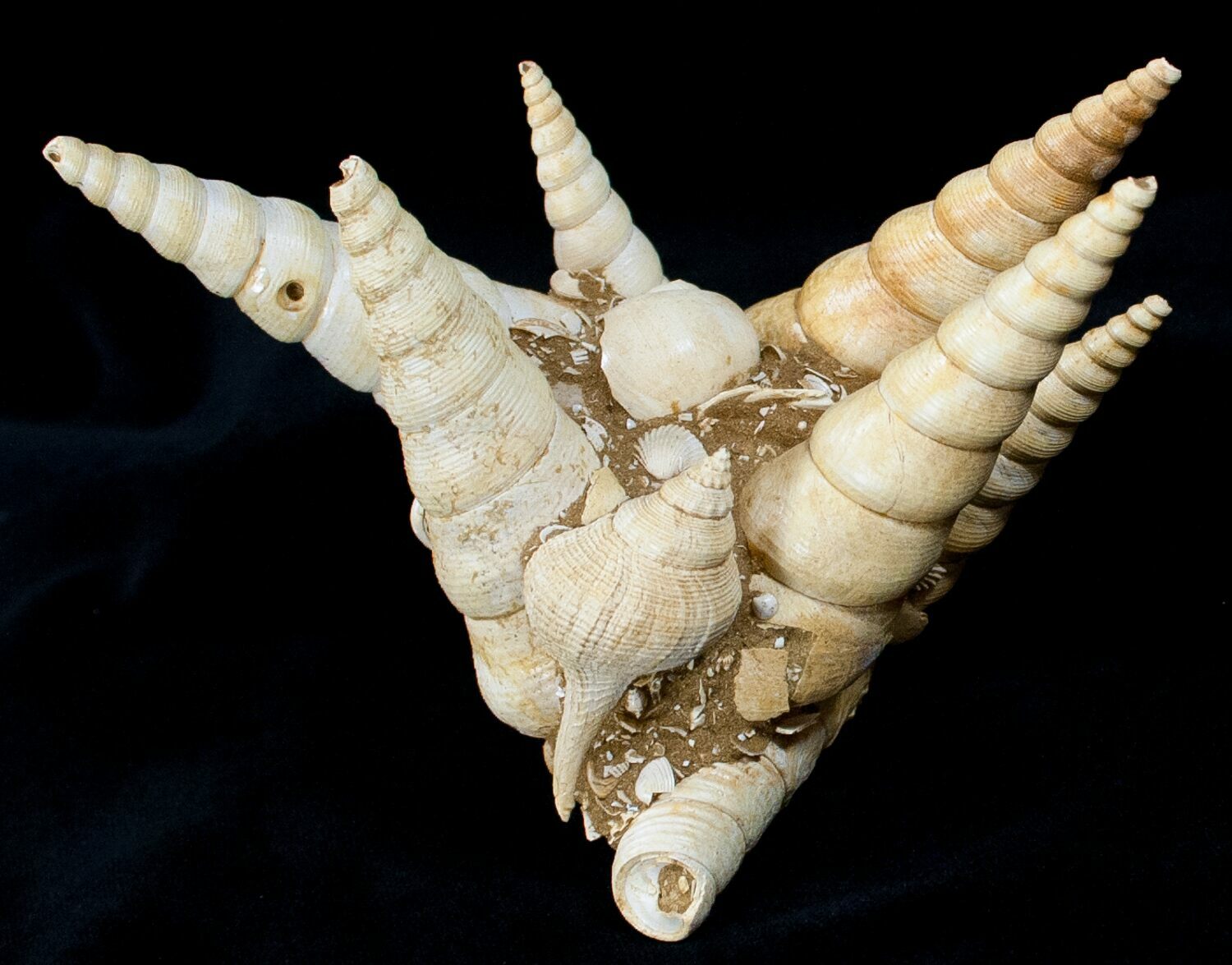 Large Fossil Turritella (Gastropod) Cluster France For Sale (12314