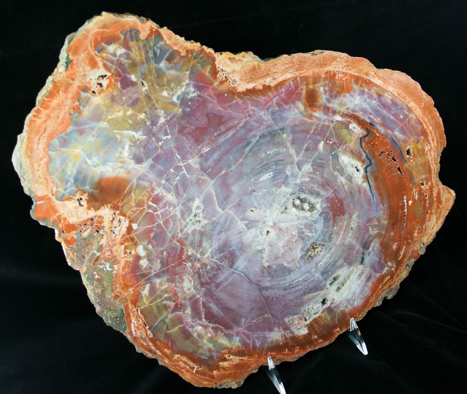 Brilliant Arizona Petrified Wood Slab 17" For Sale (12649