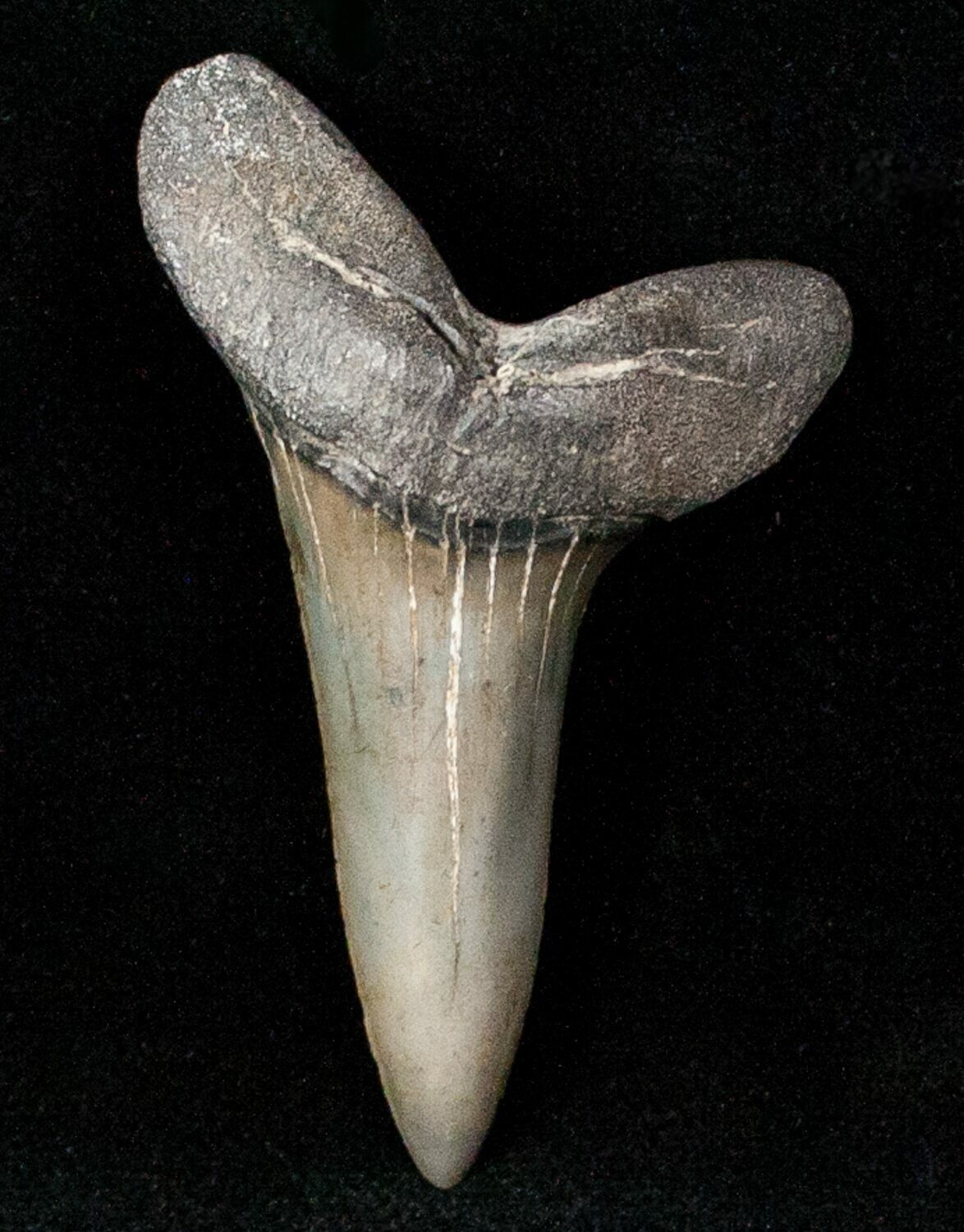 2" Fossil Mako Shark Tooth SC For Sale (12623)