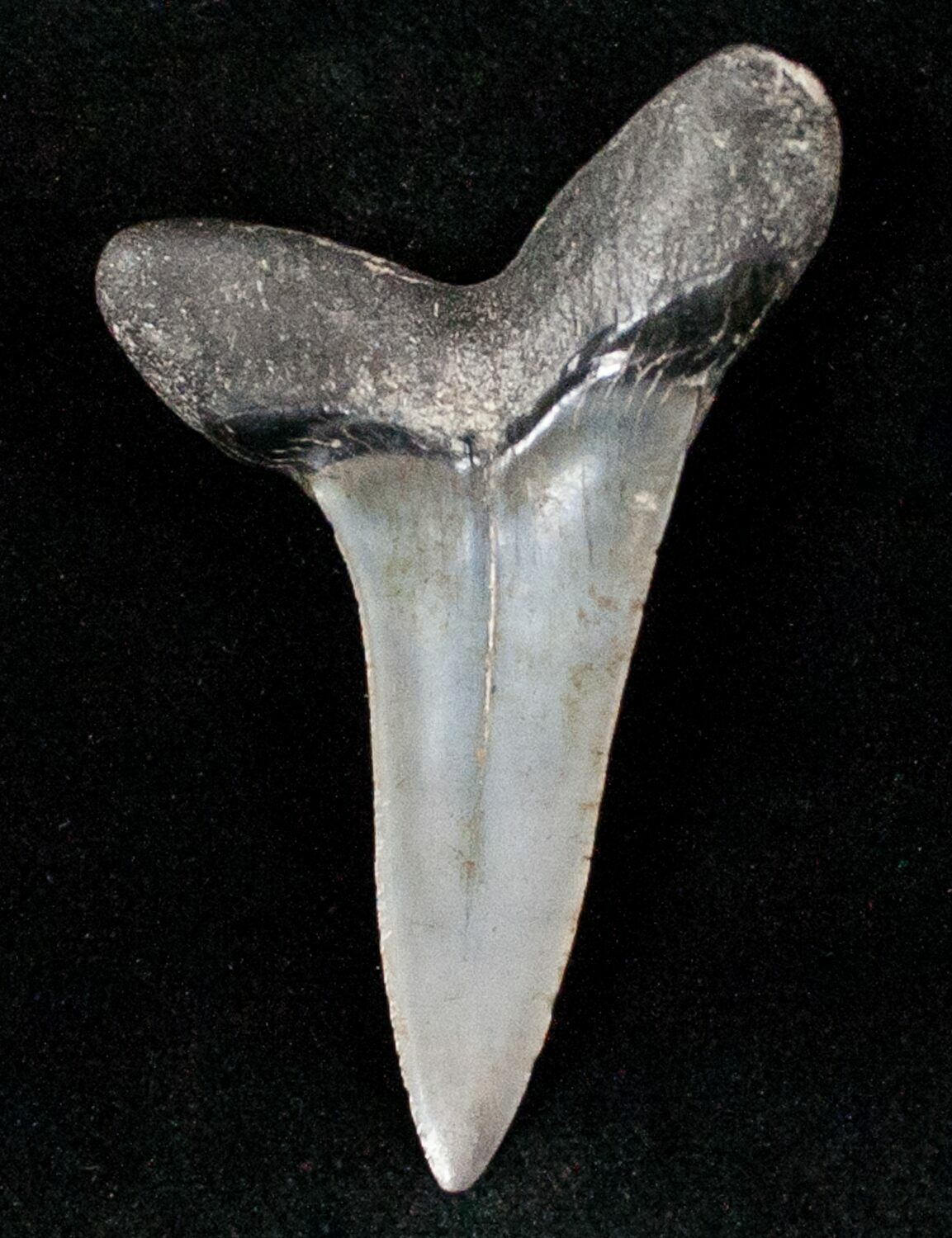 2" Fossil Mako Shark Tooth SC For Sale (12623)