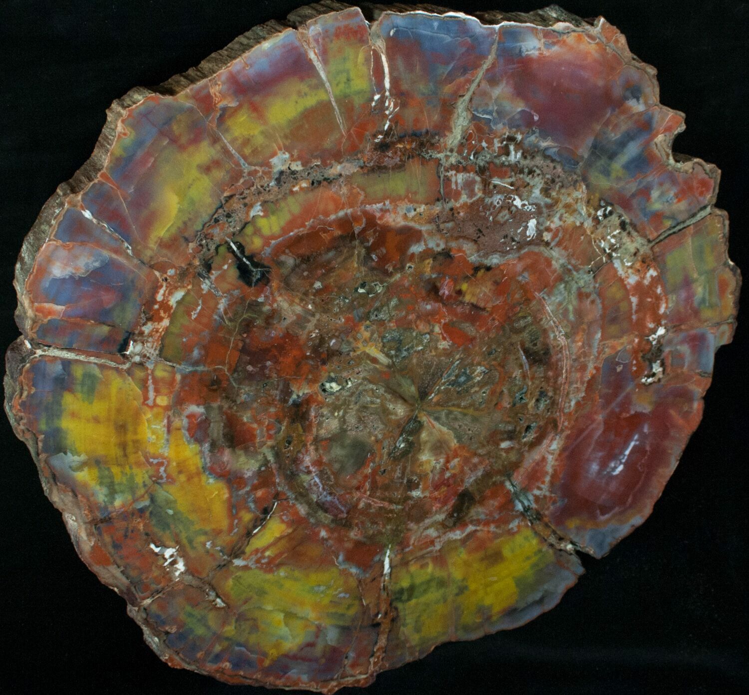 Colorful Arizona Petrified Wood Slab 12" For Sale (13059
