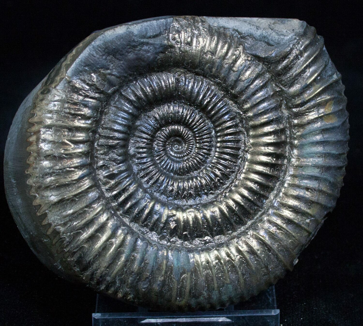 Large 2.9 Inch Pyritized Ammonite Golden For Sale (2268)