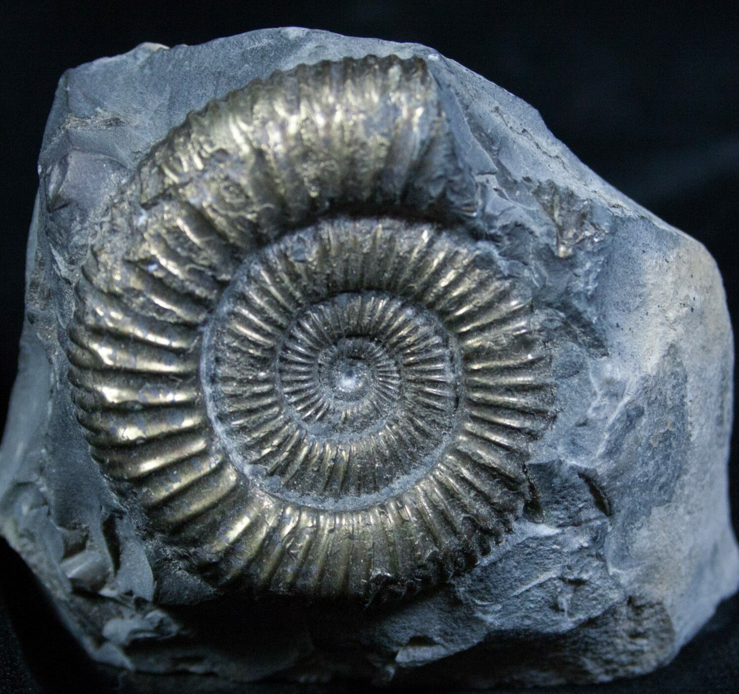Image result for ammonite fossil