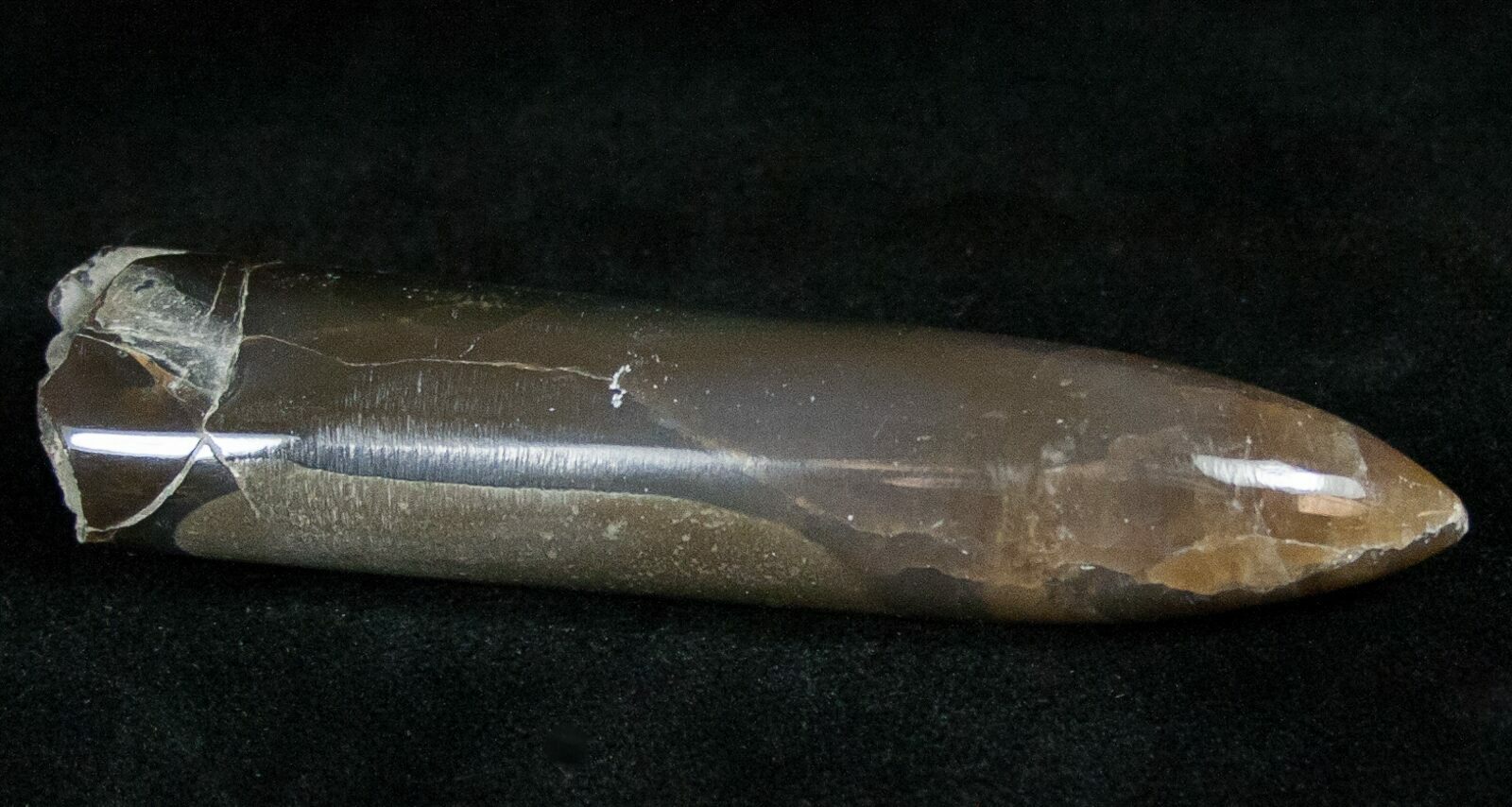 Belemnite Fossils For Sale