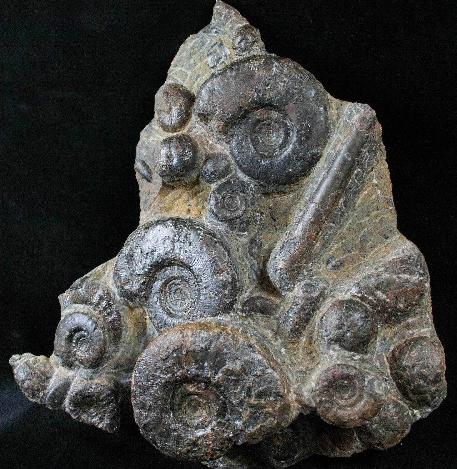 Plate of Devonian Ammonites From Morocco 7.2" For Sale (14280