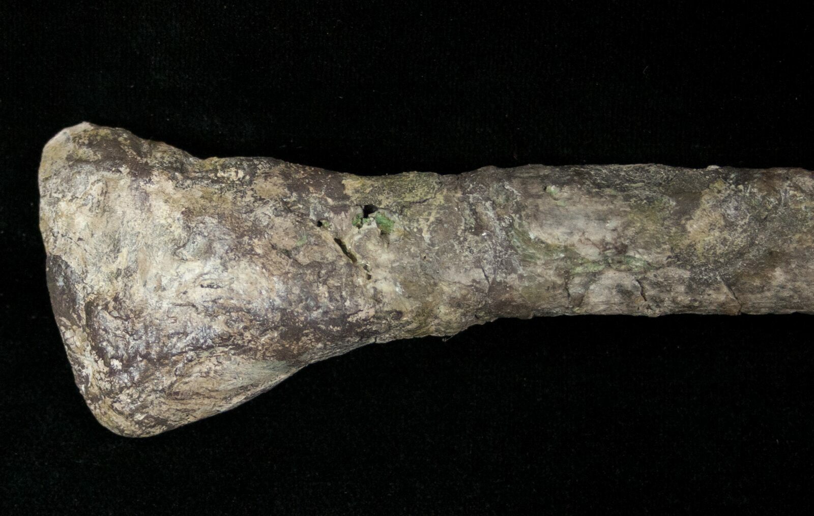 9.25" Dryosaurus Fibula Bone Cabin Quarry, Wyoming For Sale (14728