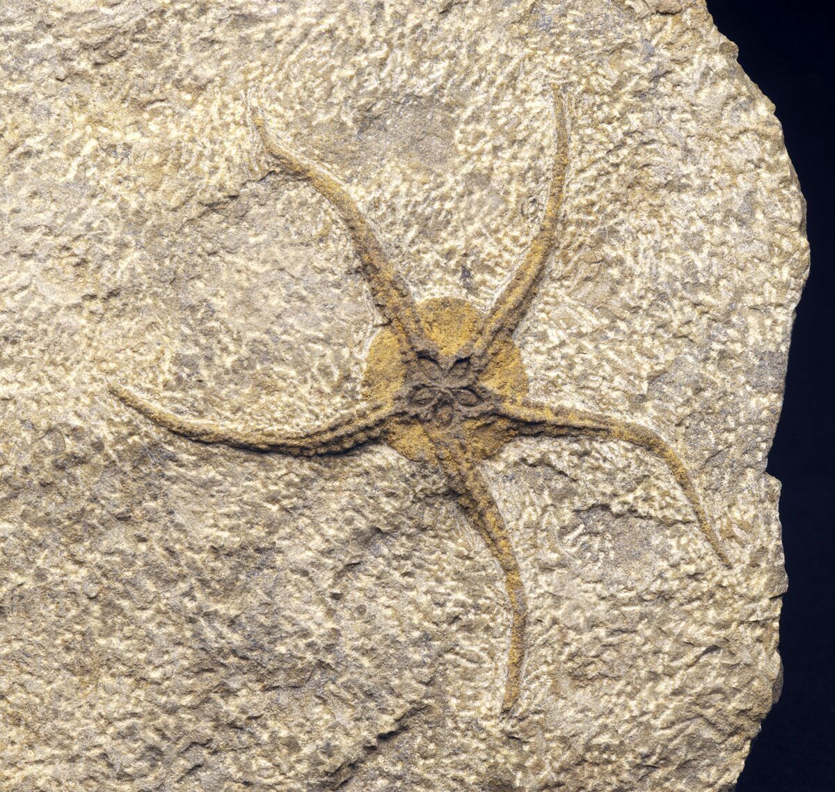 Museum Worthy Brittle Star Fossil 4" Wide For Sale (14833