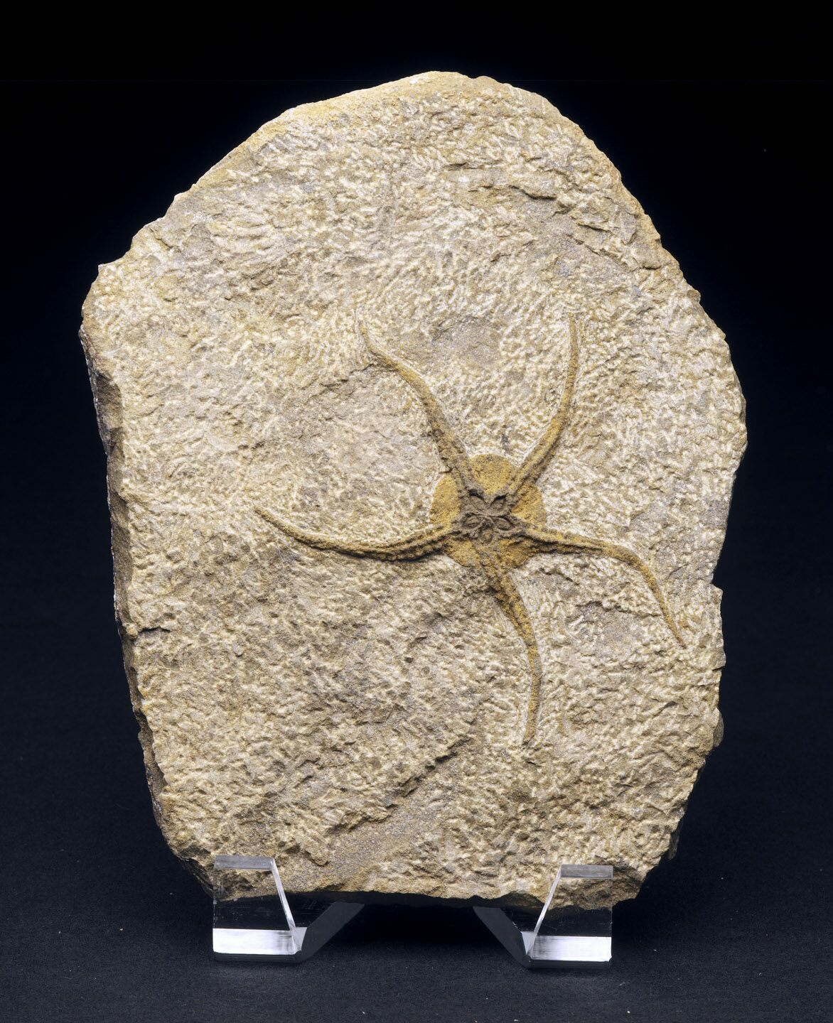 Museum Worthy Brittle Star Fossil 4" Wide For Sale (14833