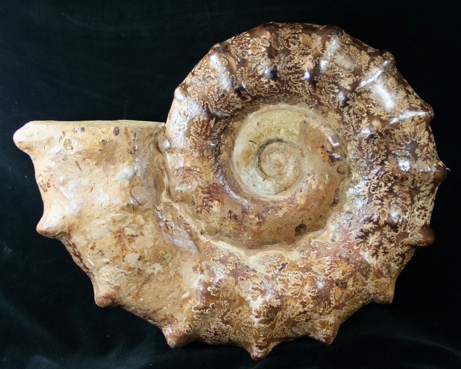Massive 18" Wide Ammonite Fossil Madagascar For Sale (14917
