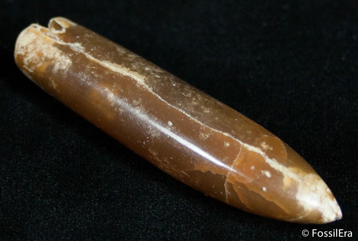 3 Inch Agatized Belemnite Fossil Polished For Sale (2423)