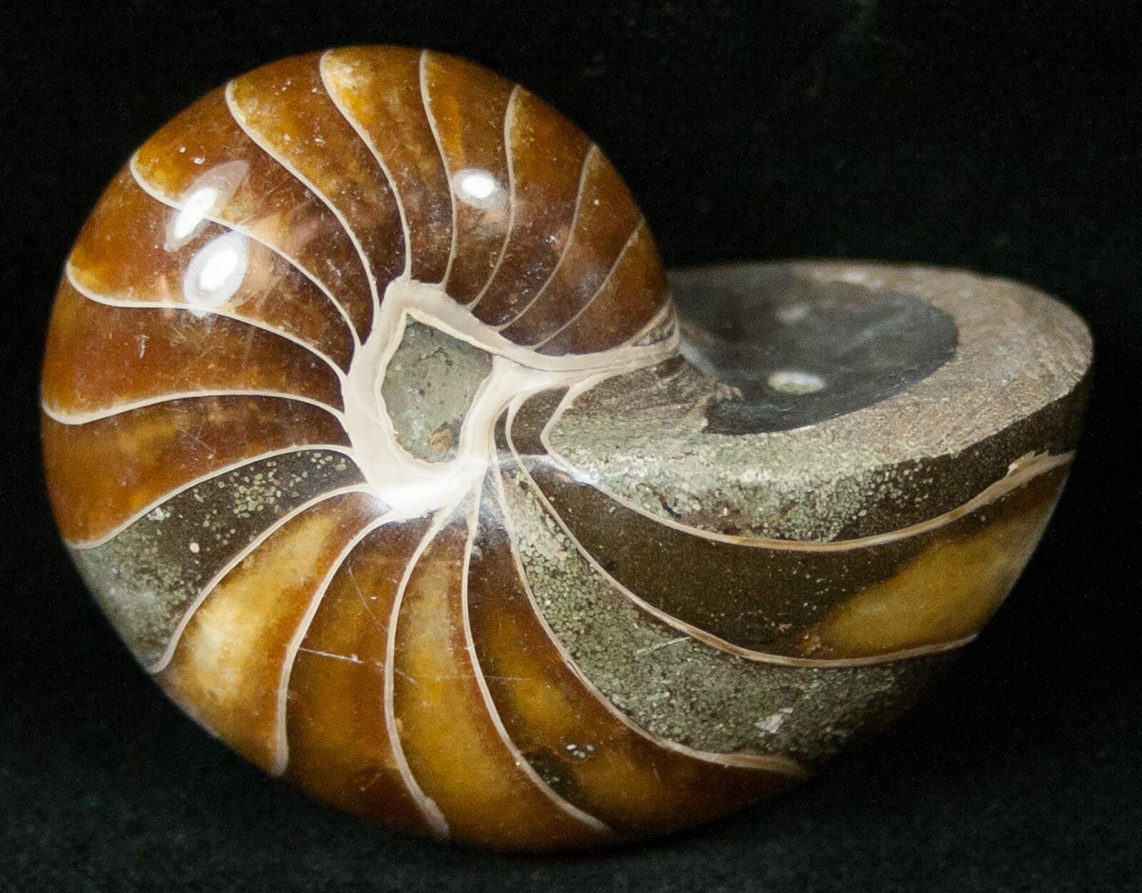 2.0" Cretaceous Nautilus Fossil Madagascar For Sale (15000