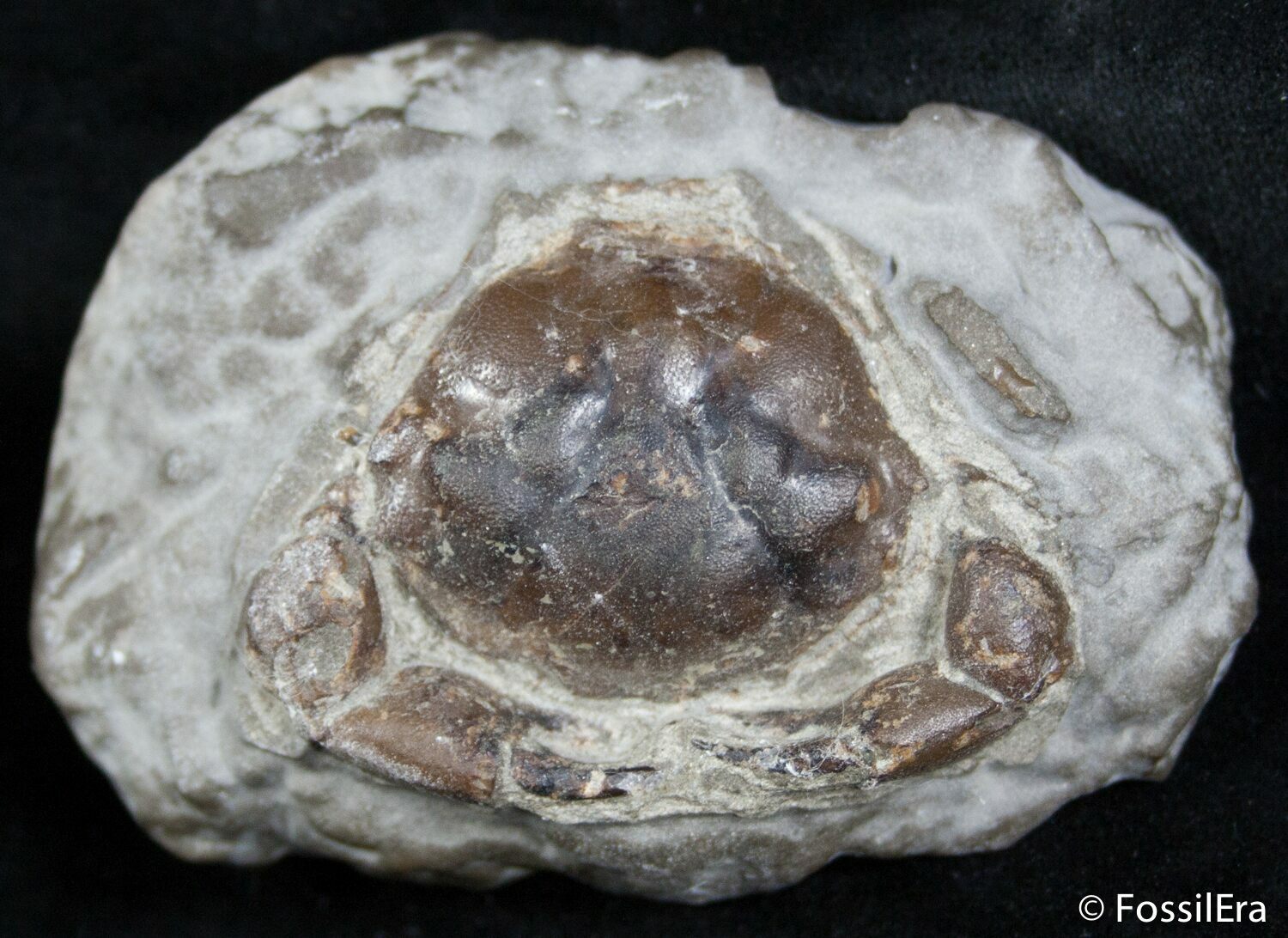 Fossil Crab Pulalius Washington State For Sale (2533)