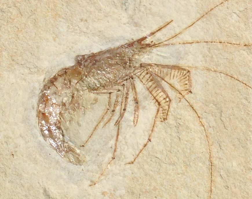 World Class Fossil Shrimp (Aegertipularius) Solnhofen For Sale