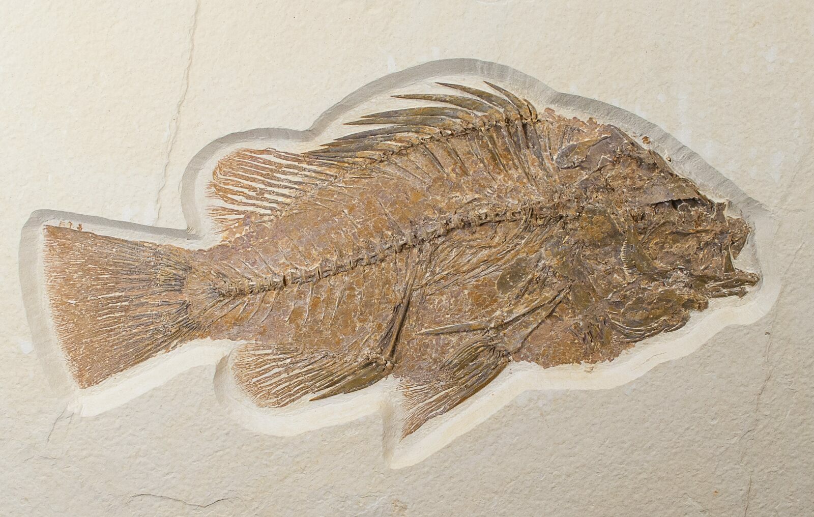Large 8.4" Priscacara Fossil Fish Wyoming For Sale (15577
