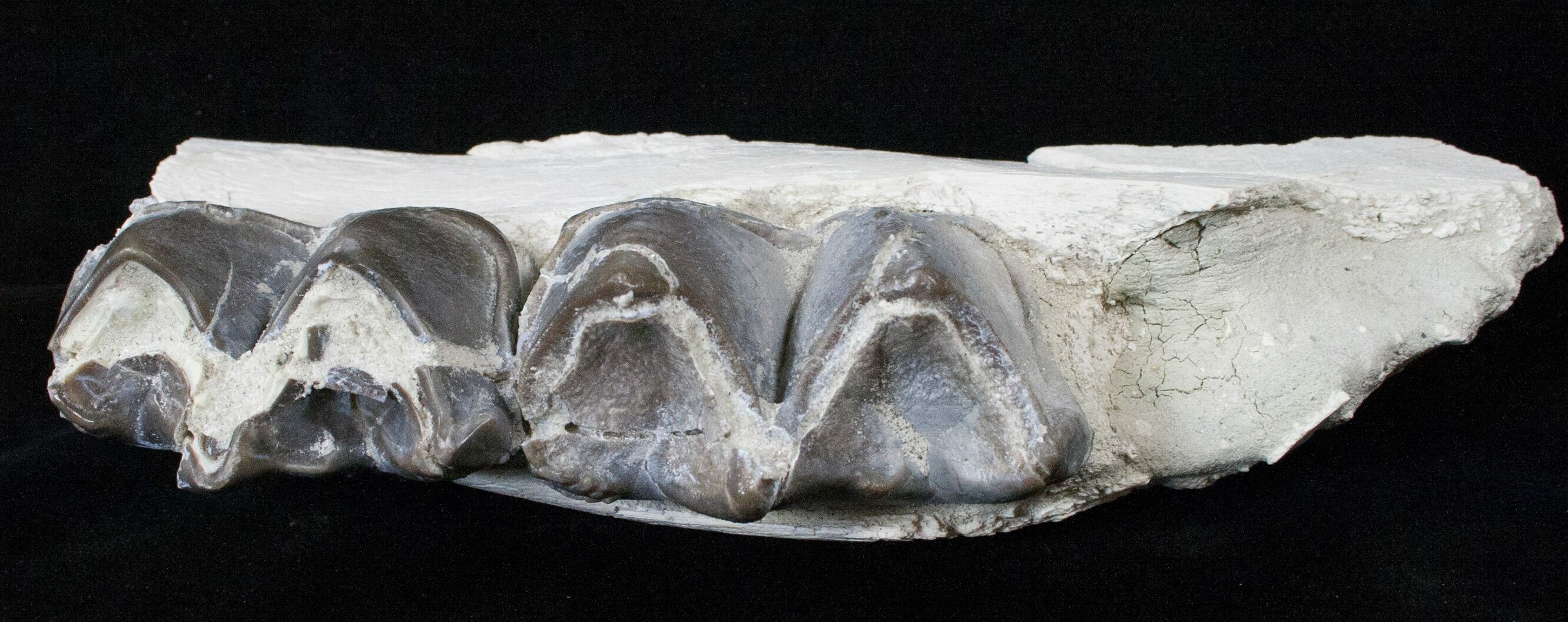 [deleted by user] : r/fossilid