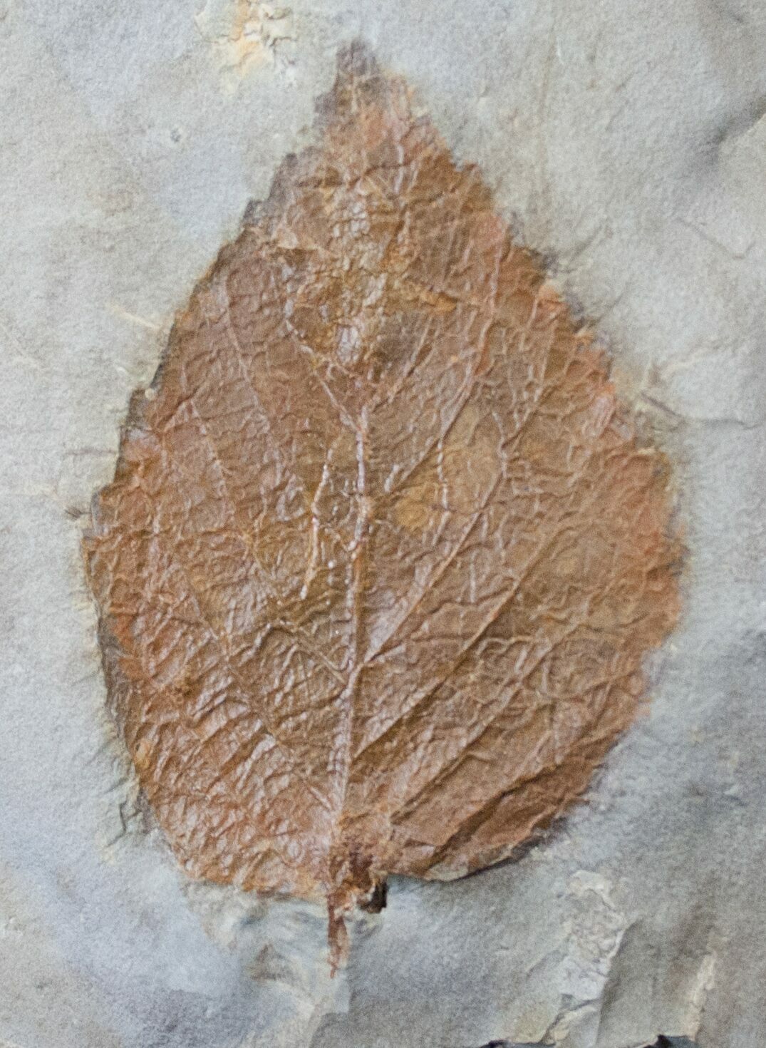 Fossil Leaf (Beringiaphyllum) From Montana Paleocene For Sale (15819