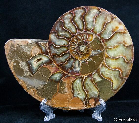 Ammonite Jurassic smaller cut and polished 1-1 1/2 inch 1 pair per winner 