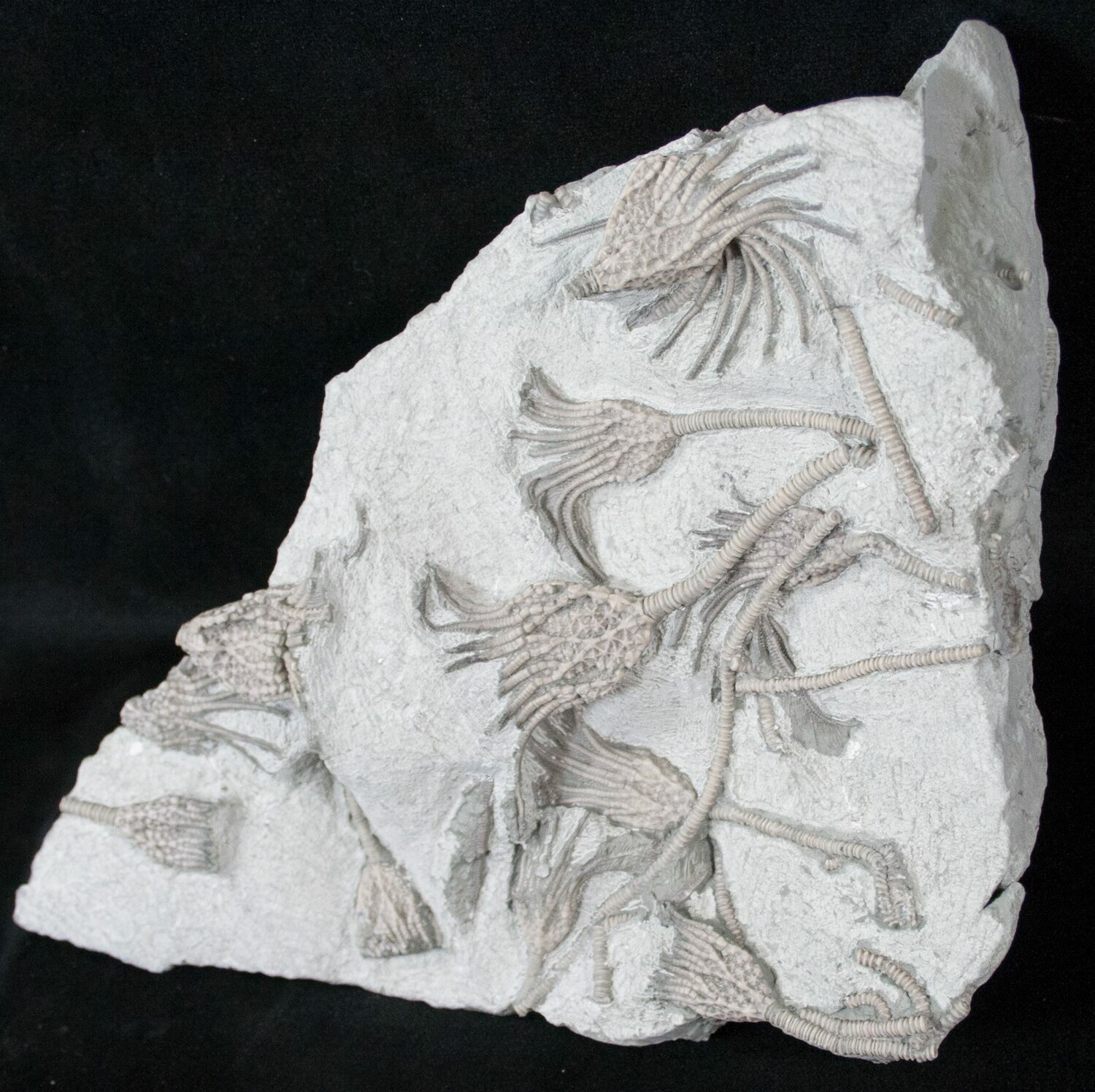 Killer Crinoid Plate From Maysville, Kentucky For Sale (15919